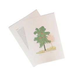 Il Pesco - The Peach Tree