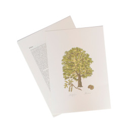 Il Noce - The Walnut