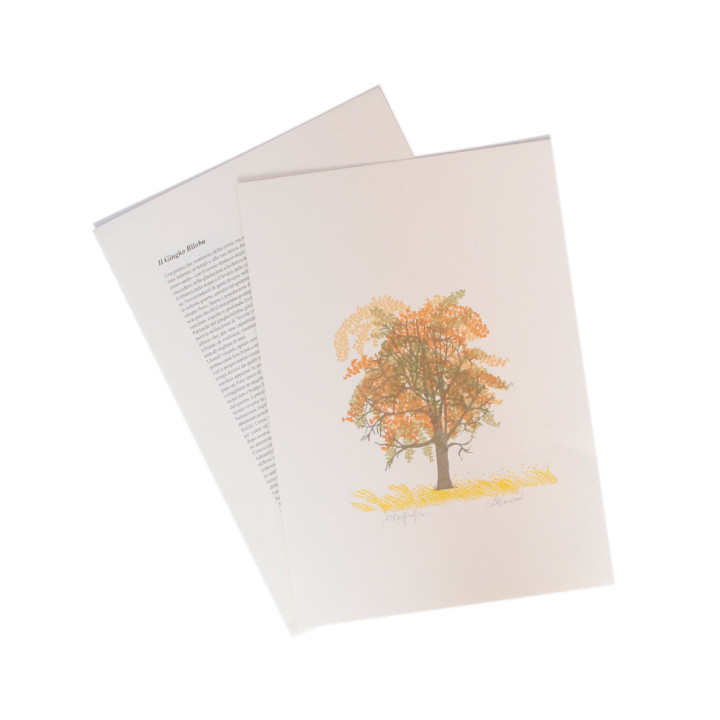 Il Gingko Biloba - The Gingko Biloba
