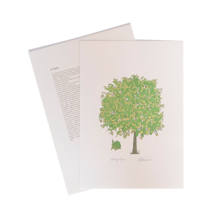 Il Tiglio - Linden tree