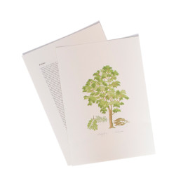 Robina - The Robina (False Acacia or Locust tree)