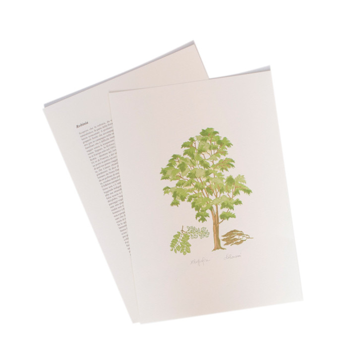 Robina - The Robina (False Acacia or Locust tree)