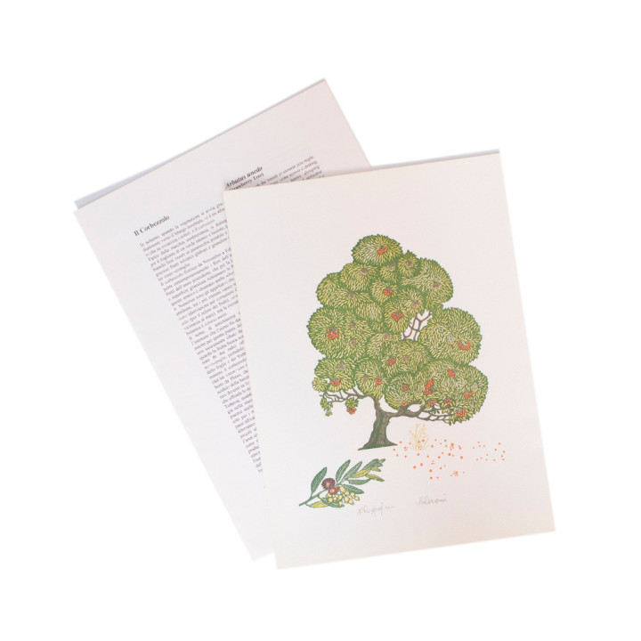 Il Corbezzolo - Arbutus unedo (Strawberry tree)