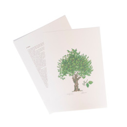 L'Olmo - Elm tree