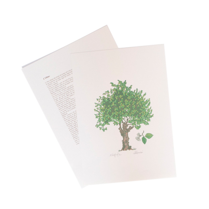 L'Olmo - Elm tree