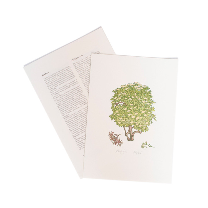 Sambuco - The Elder tree