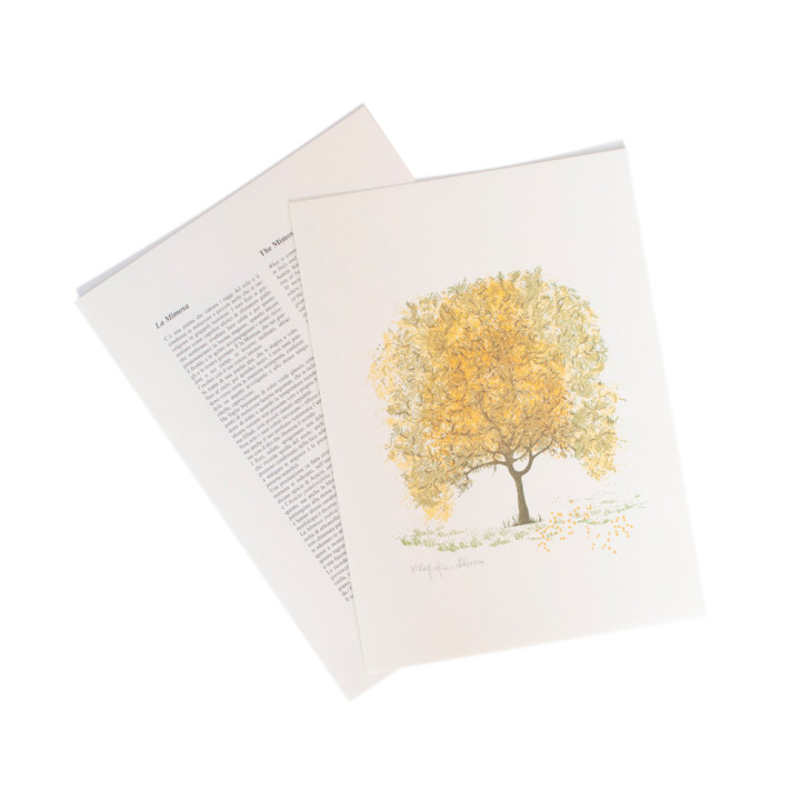 La Mimosa - The Mimosa or Silver Wattle